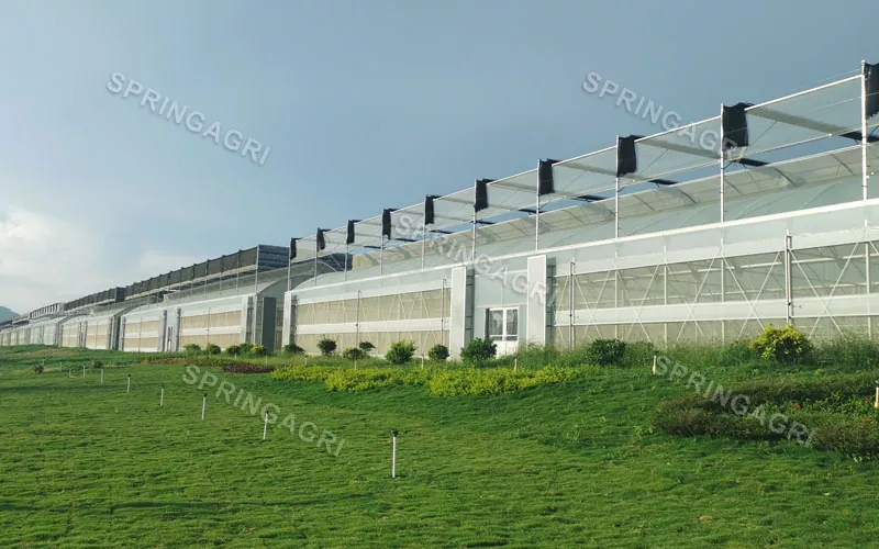 ကုန်ကျစရိတ်နည်းသော Multispan ပလပ်စတစ် ဟင်းသီးဟင်းရွက် ဖန်လုံအိမ် ဖြင့် ကြီးမားသော စကေး