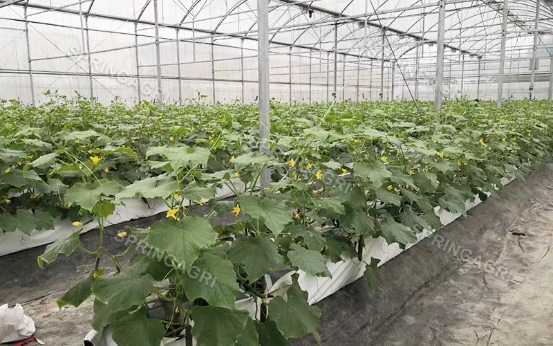 Multi-Span Agricultural Hydroponics စက်ပစ္စည်း ဖန်လုံအိမ်များ