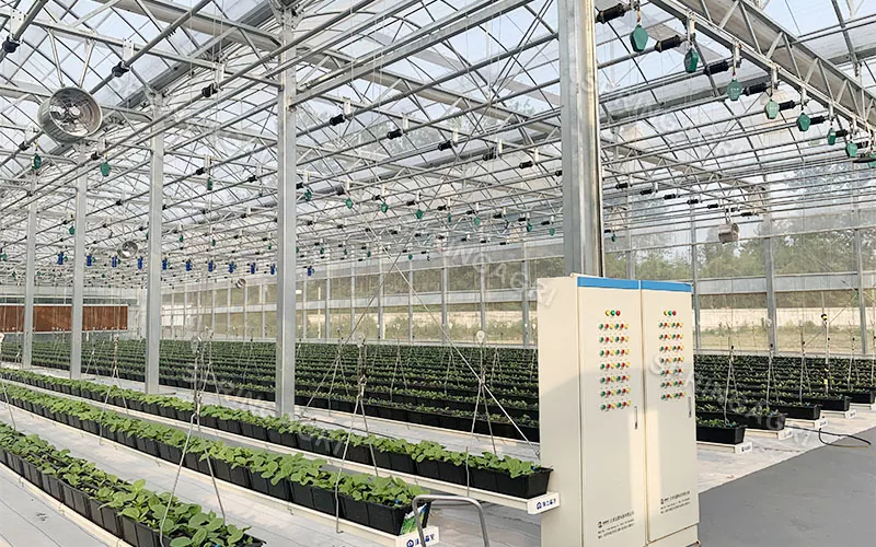 Multi-Span စိတ်ကြိုက်ပလပ်စတစ်ရုပ်ရှင်ဖန်လုံအိမ်
