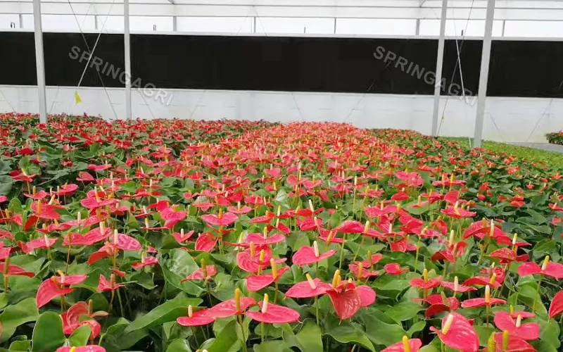 Multispan Anthurium ဖန်လုံအိမ်ရောင်းရန်ရှိသည်။