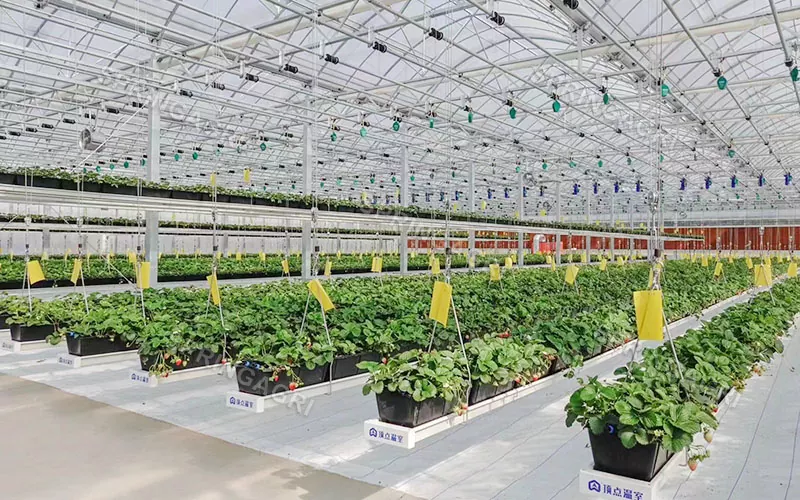 Agriculture Multi-Span Plastic Strawberry Greenhouse